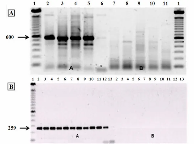Figure 1. Electrophoresis of Anastrepha sp.1 samples in 1% agarose gels containing 1% ethidium bromide, after amplification