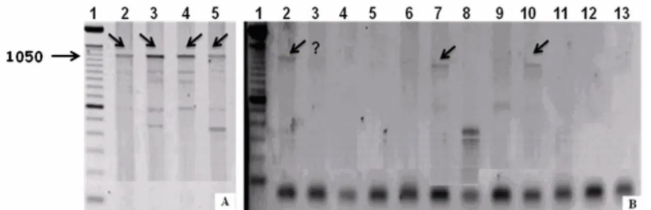 Figure  2.  Electrophoresis  of  Anastrepha  sp.  1  (Jacareí)  samples  in  1%  agarose  gels  containing  1%  ethidium  bromide,  after  amplification with the primers ftsZ (A) and ftsZ (B)