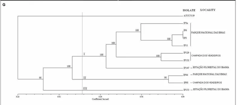Figure 2. Agarose electrophoresis showing the random amplified polymorphic DNA (RAPD) and dendrogram constructed with  UPGMA clustering method among isolates of Beauveria sp and B