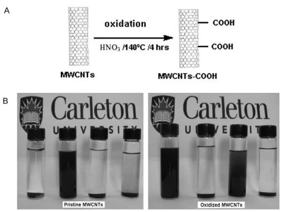 Figure  1.1.  A-  Surface  functionalization  of  MWCNT  surface;  B-  Solubility  of  pristine  MWCNT  and MWCNT-COOH in different solvents (from left to right, deionized water, dichloromethane, methanol,  and hexane) (Adapted from Salam et al., 2017)