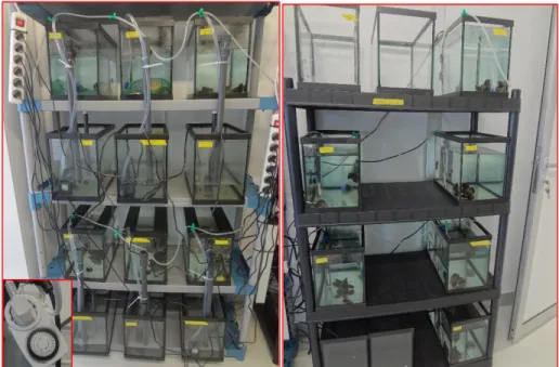 Figure 2.3. Experimental setup in one climatic room. Aquaria on the left were linked to a timer  to simulate tidal regime while on the right organisms were always kept submersed, half of the aquariums  were contaminated with MWCNTS