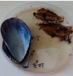 Figure 2.4. Mussels’ dry shells and tissue after being carefully separated and put in an oven