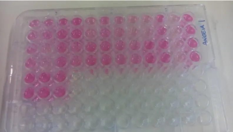 Figure 2.7. LPO colored samples after the reaction being stopped. 