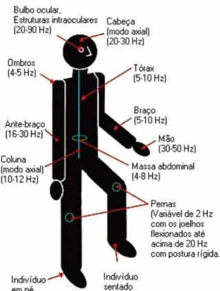 Figura 5. Representação geral das principais frequências de ressonância do corpo humano