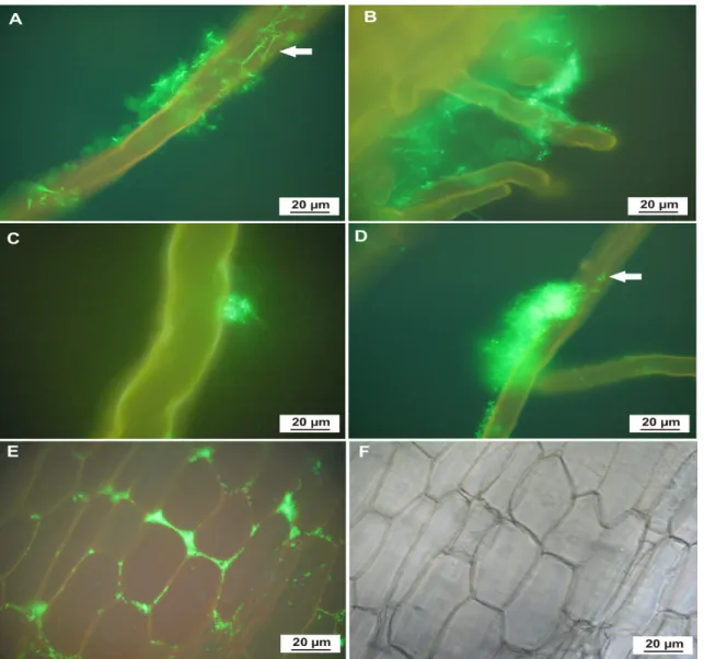 Figure 1. Fluorescence microscopy (A, B, C, D, E) and bright-field microscopy (F) of the initial stages of interaction between H
