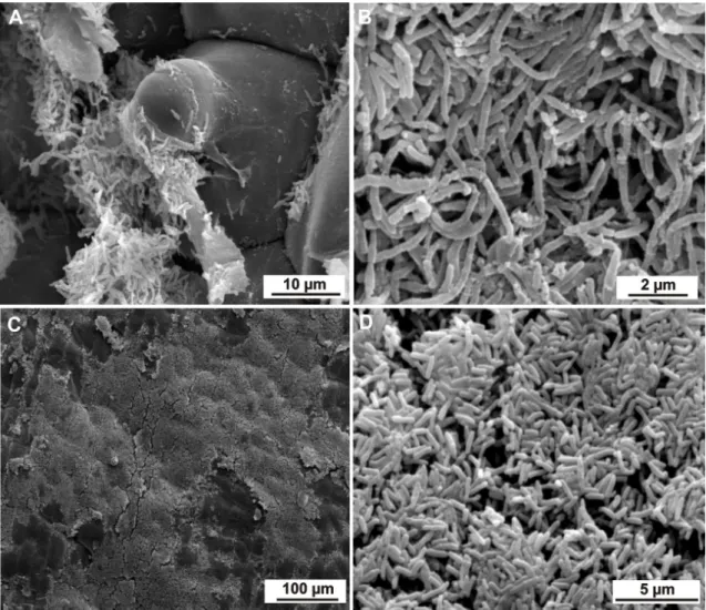 Figure 3. Scanning electron microscopy of biofilms of H. seropedicae RAM10 located epiphytically on the root and shoot surface  of  pineapple  plantlets  21  days  after  inoculation