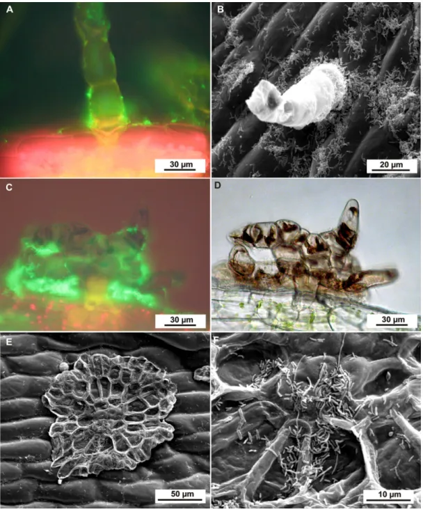 Figure  4.  Fluorescence  microscopy  (A,  C),  scanning  electron  microscopy  (B,  E,  F)  and  bright-field  microscopy  (D)  of  leaf  epiphytic  colonization  of  H