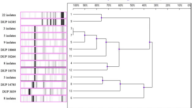 Figure 1. Ribotyping profiles of some isolates (1-7) and standards (8-13) placed the library of riboprinter system (DuPont)  1)  Pseudomonas  species  (S=0,96:  RG=  ECORI-S-1),  2)  Aeromonas  salmonicida  (S=0,82:  RG=  ECORI-S-3),  3)  Aeromonas  hydrop