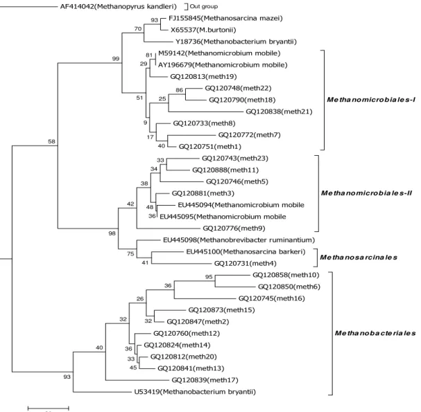 Figure 1. Phylogenetic relationships of partial 16S r DNA sequences of clones recovered from Surti rumen samples