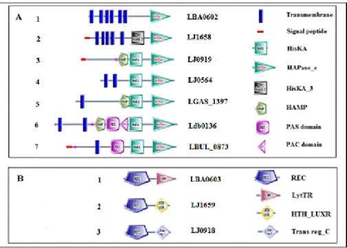 Figure 1.  Scaled cartoon of domain structure of HPKs and RRs in L. acidophilus group  