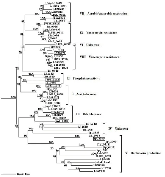 Figure 3.  The phylogenetic tree of the L. acidophilus group RRs.  