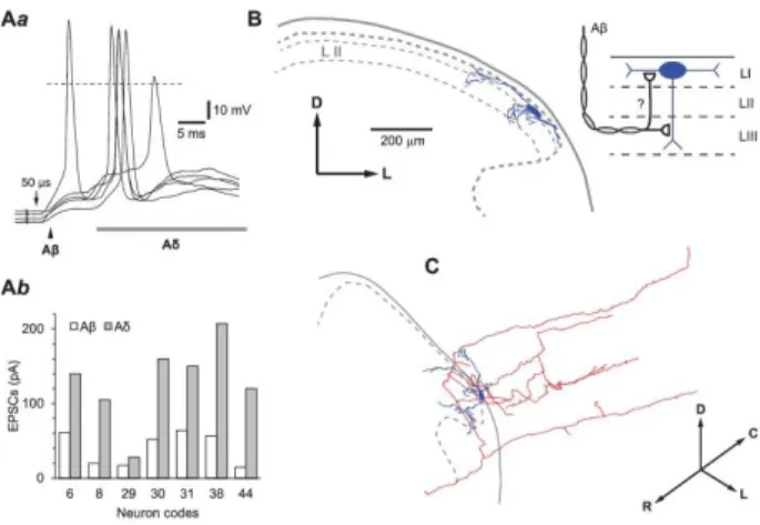Figure  4.  Aß-fiber–driven  excitatory  postsynaptic  potentials  (EPSPs).  (Aa),  Monosynaptic  Aß-fiber–mediated  EPSPs (indicated by an arrowhead) followed by a polysynaptic Aδ EPSPs recorded in a lamina I small local circuit  neuron  after  stimulatio