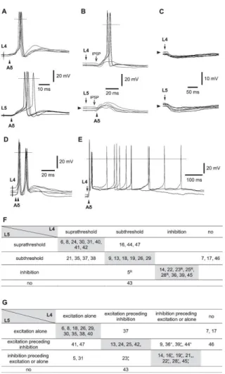 Figure  5.  Aδ-fiber  inputs.  (A)  A  neuron  receiving  suprathreshold  Aδ  inputs  from  both  L4  and  L5  roots