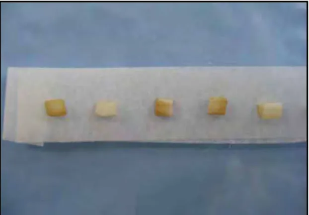 Figura 6 - Espécimes após imersão em Coca-Cola Light Lemon  4.4 Protocolo de Clareamento Dental 