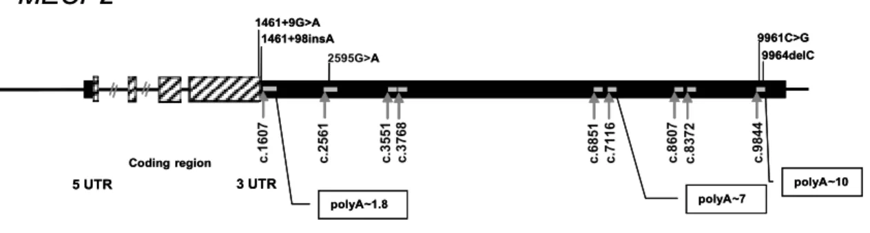 Fig. 1. Schematic representation of MECP2 gene with the 3’UTR sequence variants identified
