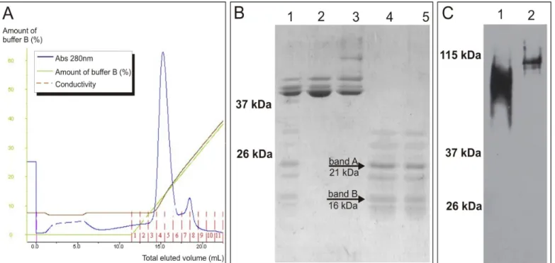 Figure  2.  Oligomerization  of  P  protein  purified  by  anion  exchange  chromatography  (AEC)