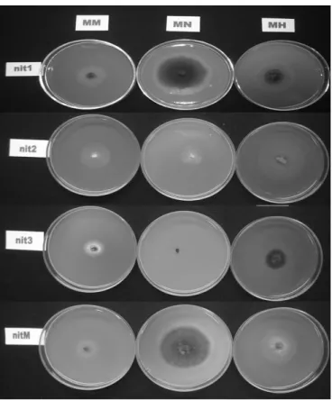 Table 1. Isolates, phenotypic classification of nit mutants and vegetative compatibility groups
