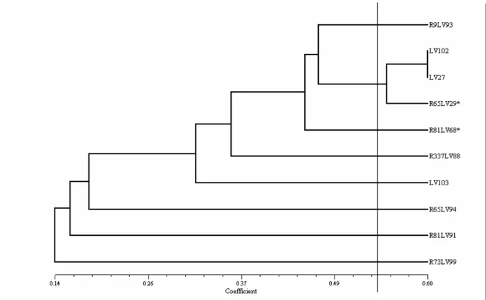 Figure 3.  Dendrogram of similarities of formed anastomosis groups in C. lindemuthianum