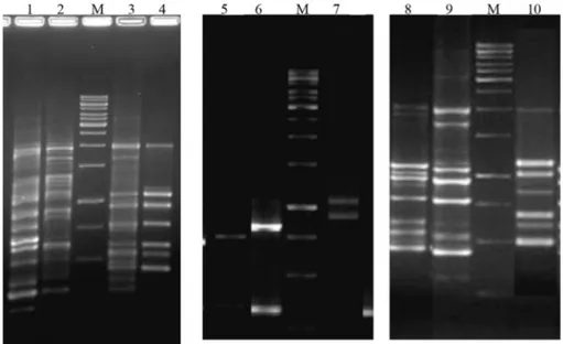 Figure 3 - Analysis of class 1 integrons from Salmonella strains. M de- de-notes the molecular weight marker (1 kb Gene Ruler, Fermentas)