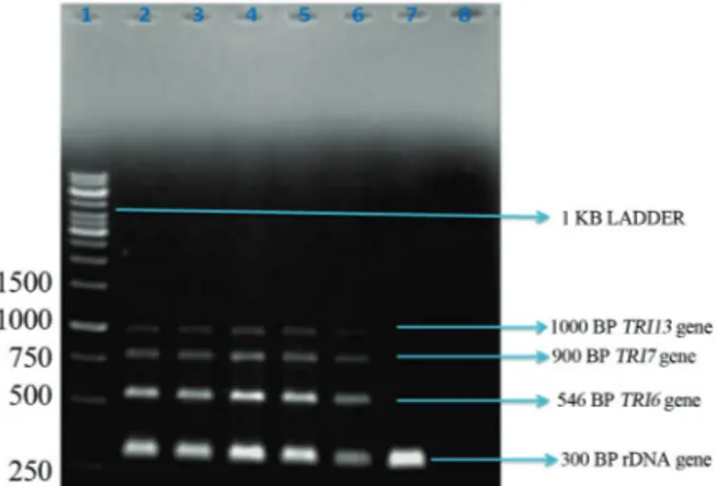 Figure 1 - Multiplex PCR photograph for DON and NIV producing F.culmorum Lane M: 1 kb DNA Ladder (MBI Fermentas, Mumbai,  In-dia); lanes 1 and 2: F