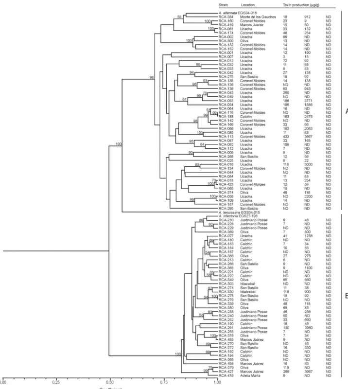 Figure 1 - Dendogram showing genetic relatedness of the 89 Alternaria alternata/ A. infectoria isolates and reference strains based on cluster analysis.