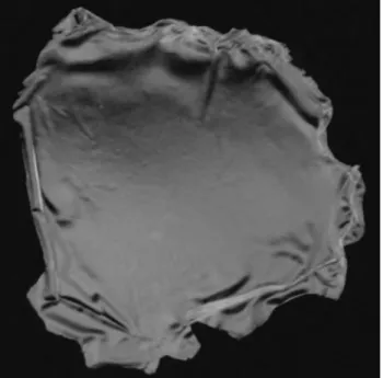 Figure 3 - Plastic film made of PHB produced by Ps. fluorescens S48.