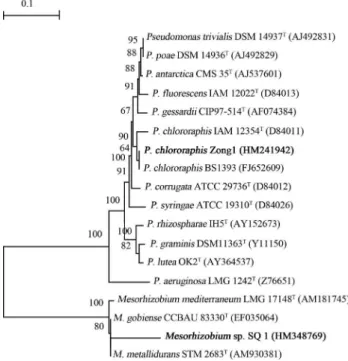 Figure 1 - Phylogenetic tree reconstructed with neighbour-Joining method based on alignment of nucleotide sequences of the 16S rRNA gene from representative strains (shown in bold) and reference strains