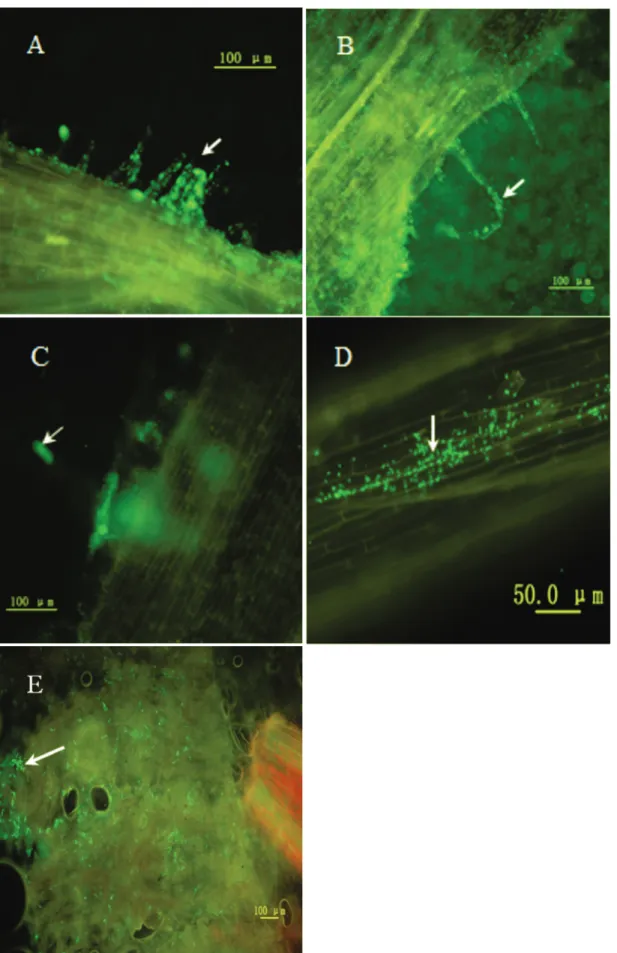 Figure 2 - Visualization of S. alopecuroides rhizosphere colonization by GFP tagged P