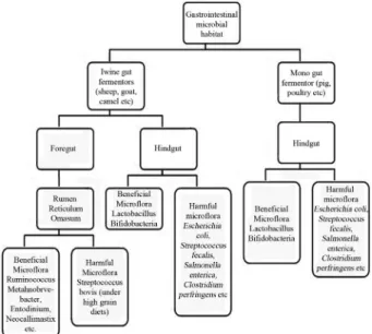 Figure 1 - Classification of livestock based on microbial habitats.