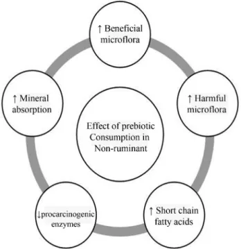 Figure 2 - Schematic diagram on effect of prebiotic consumption in non-ruminants.