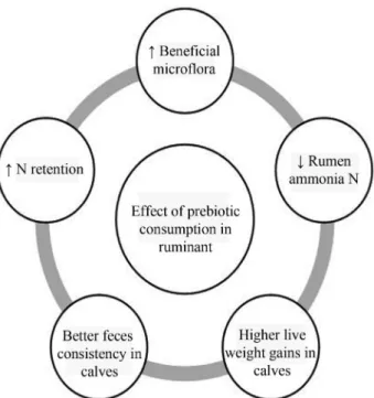 Figure 3 - Schematic diagram on effect of prebiotic consumption in rumi- rumi-nant.