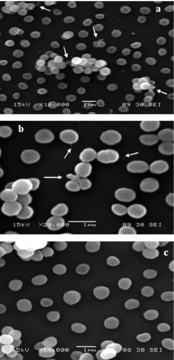 Figure 2 - Scanning electron microphotograph of S. aureus QCF cells af- af-ter exposure to carvacrol (CAR) and thymol (THY)