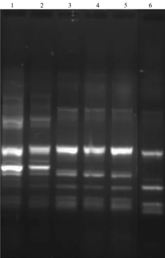 Figure 2 - Molecular typing of different isolations of E. faecalis from ground meat simultaneously inoculated with E