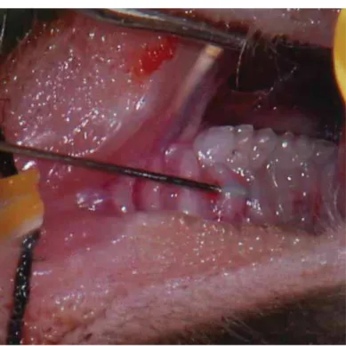 FIGURA 4 – Injeção bacteriana utilizando uma microseringa na mucosa palatina,  ao redor do primeiro e segundo molar, para indução da doença periodontal  experimental