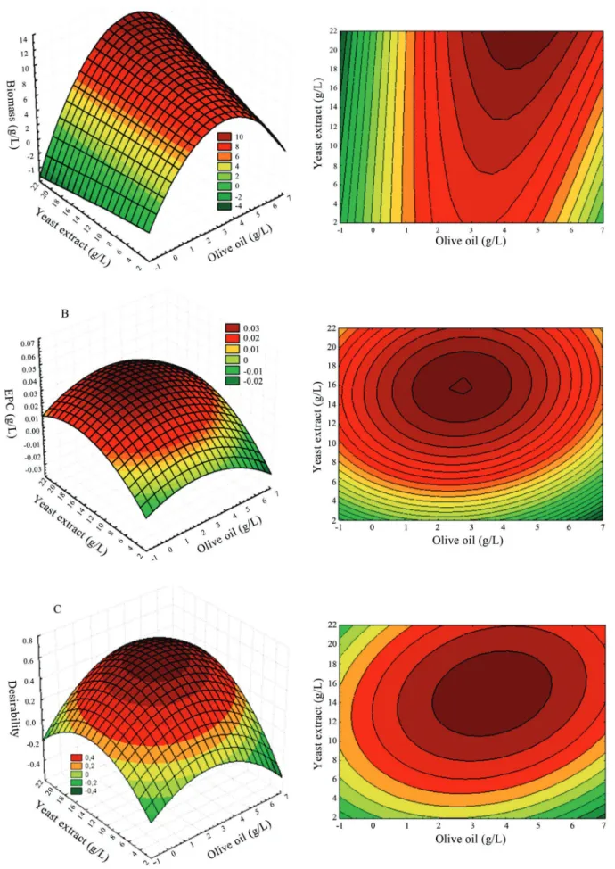 Figure 1 - 3D response surface and contours plot, showing interactive effects of olive oil (X 1 ) and yeast extract (X 2 ), sacarose (X 3 ) maintained at 30 g/L.