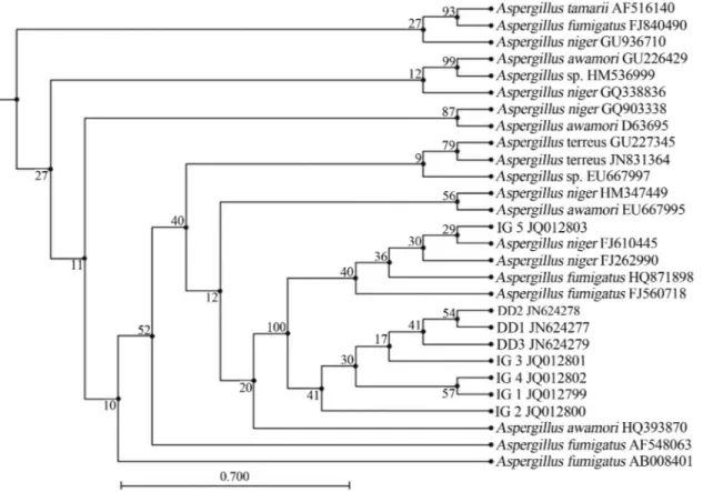 Figure 3 - Phylogenetic tree showing the relationships of the isolates to closely related fungi
