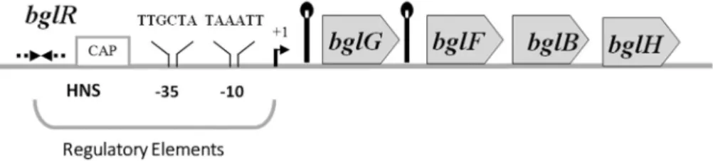 Figure 1 - Schematics for the bgl operon of E. coli. The operon comprises three structural genes, bglG, bglF and bglB and a regulatory region bglR