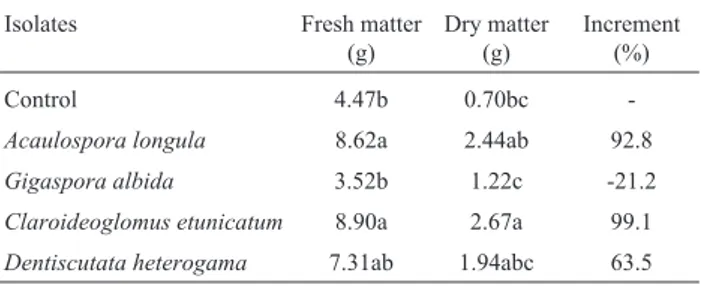 Table 4 - Fresh and dry matter of corn plants (Zea mays) cultivated in na- na-tive Caatinga soil, inoculated with 10 mL of soil-inoculum, and  main-tained in greenhouse for 70 days.