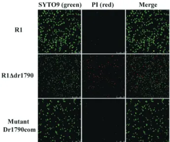Table 2 - Mass spectrometry identification of the protein spots that were separated by 2-DE analysis.
