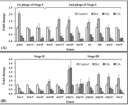 Figure 1 - Relative expression of genes related to peptidoglycan biosynthesis, (A) stage I and (B) stage II and III, in Streptococcus mutans UA159 follow- follow-ing treatment with betulinic acid (BA), oleanolic acid (OA), or ursolic acid (UA)