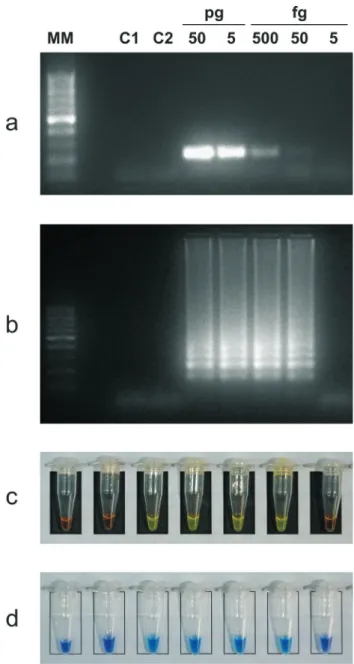 Figure 1 - Comparative analytical sensitivity of Bru-LAMP and PCR.