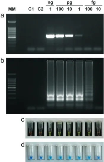 Figure 2 - Comparative analytical sensitivity of MAP-LAMP and PCR.