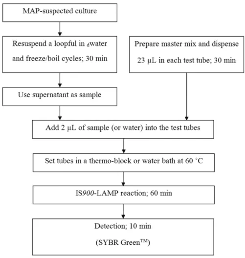 Figure 3 - A proposed workflow for rapid identification of microorganisms through LAMP: Identification of MAP as an example