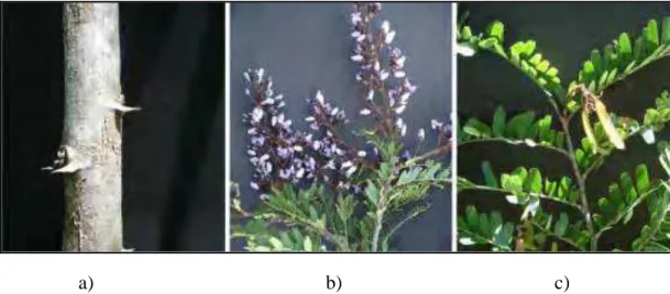 Figura 1. Detalhes de Machaerium hirtum: a) caule, b) ramos com inflorescências, c)  folhas e fruto (MARTINS, 2009) 