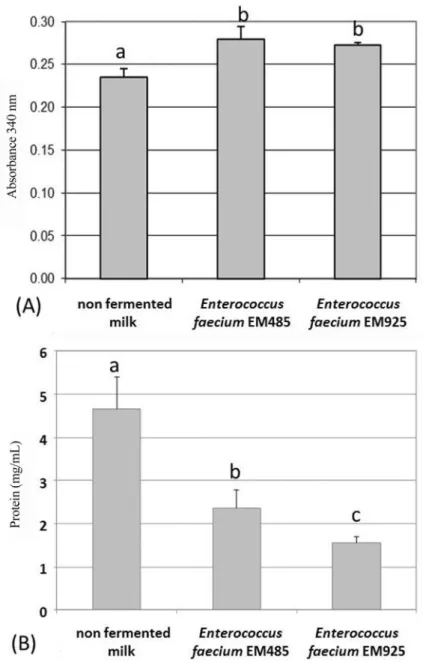 Figure 2 - Proteolytic activity (A) Extracellular proteolytic activity measured from two Enterococcus faecium strains compared with that of unfermented milk (milk blank)