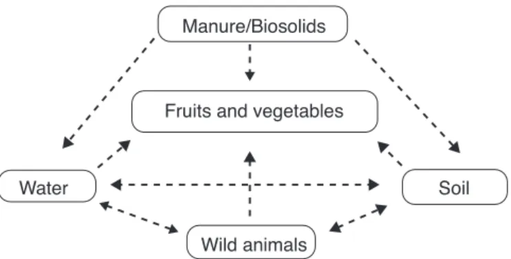 Fig. 1 – The sources and routes of contamination of fruits and vegetables.