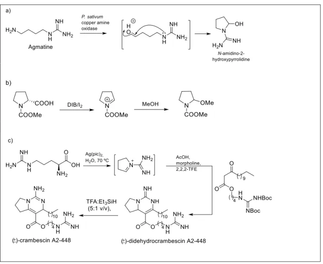 Figure 2. Reported efforts on the synthesis of a cyclic-guanidine core. Works from: a) Ascenzi, P., et  al.[24], b) Boto, A., et al