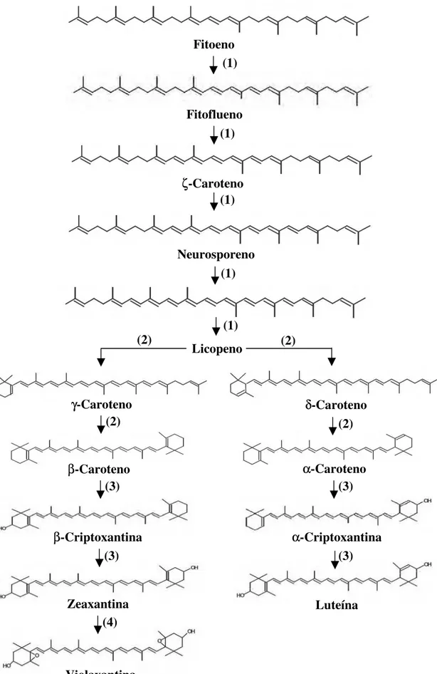 Figura 1 - Formação dos principais carotenóides em plantas. Reações: 1.