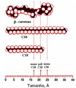 Figura 6 - Comparação da espessura das fases estacionárias C 18 e C 30 com o tamanho molecular do β-caroteno.