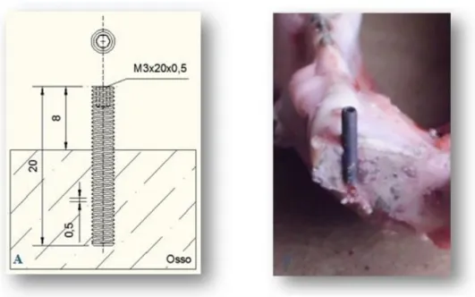 Figura 2.9. A) Ilustração do implante M3x20x0,5 mm em 2D; B) Fotografia em corte da mandibula após a  inserção do implante M3x20x0,5 mm